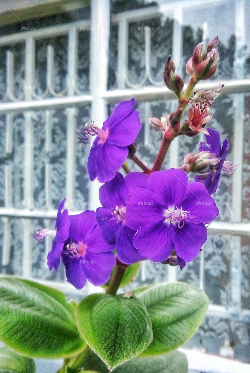 pink x  purple x  white