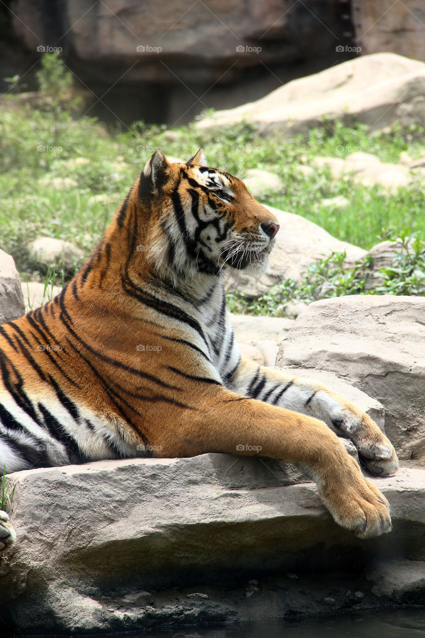 tiger looking around. A tiger looking around in the wild animal zoo, china.