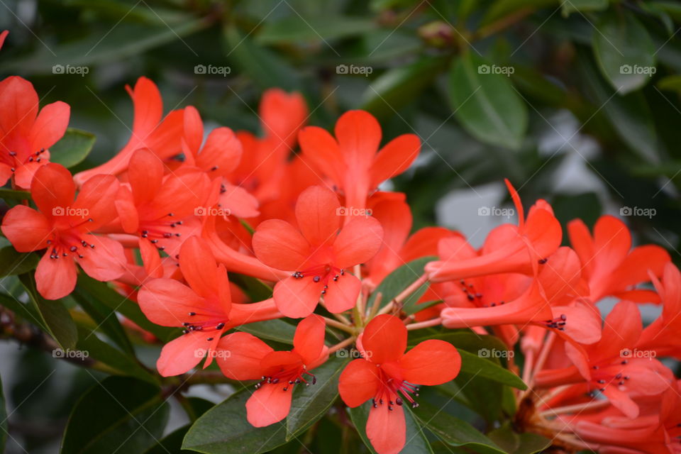 Red tropical flower 