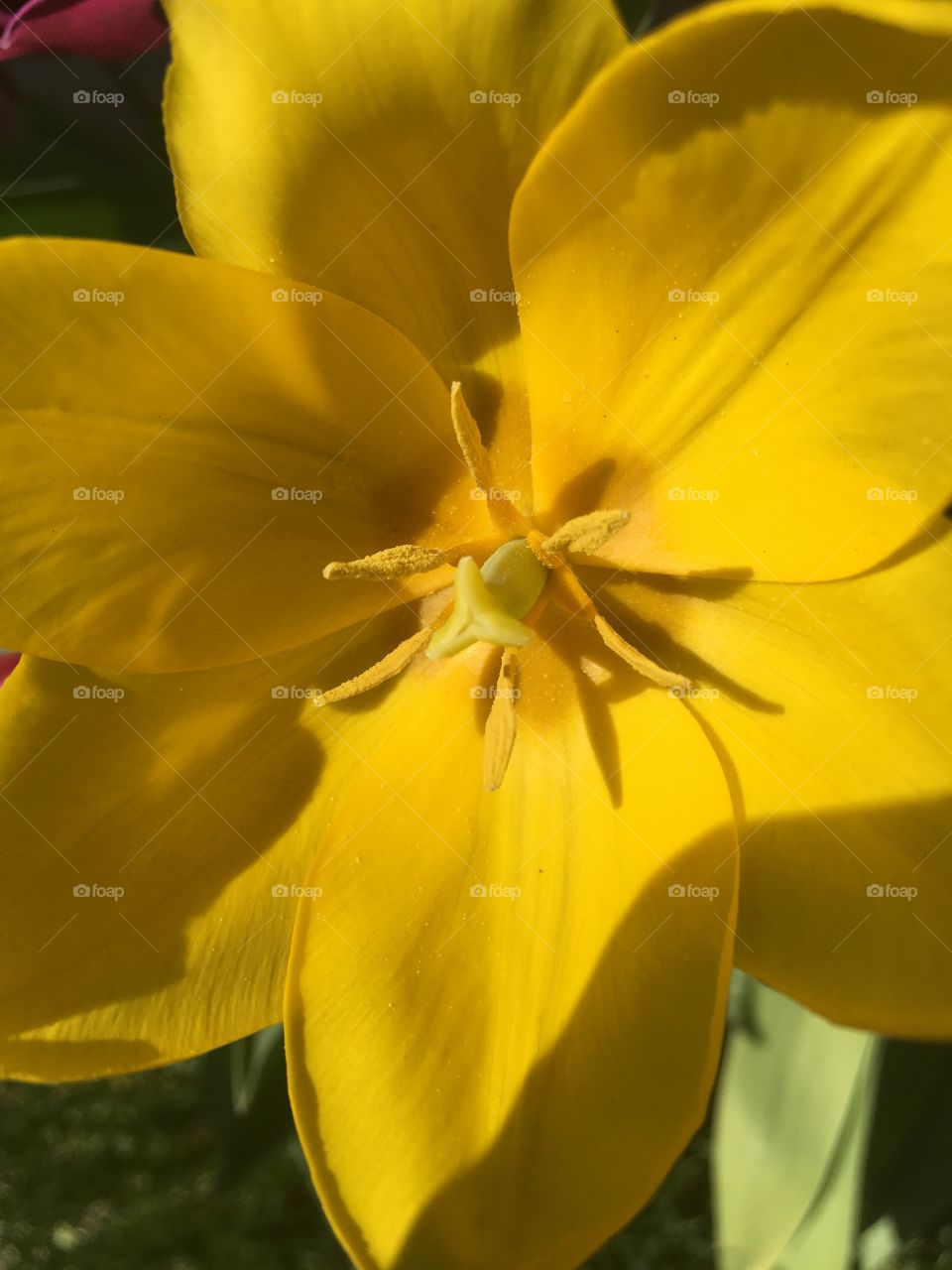 Yellow bloomed tulip 