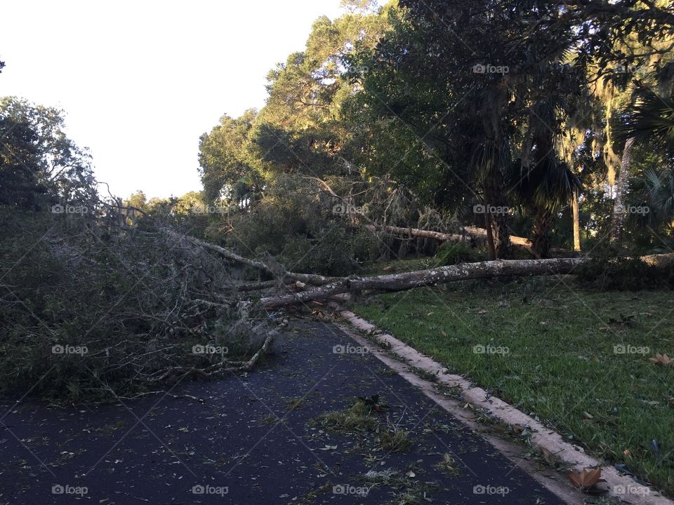 Hurricane Matthew downed many large oak trees in the northeast Florida city of Ormond Beach, blocking neighborhood roads and leaving 87% of customers without power in Volusia County.