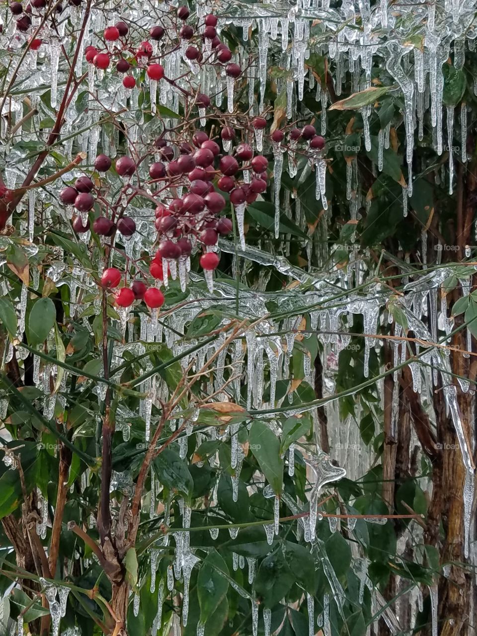 frozen berry bush