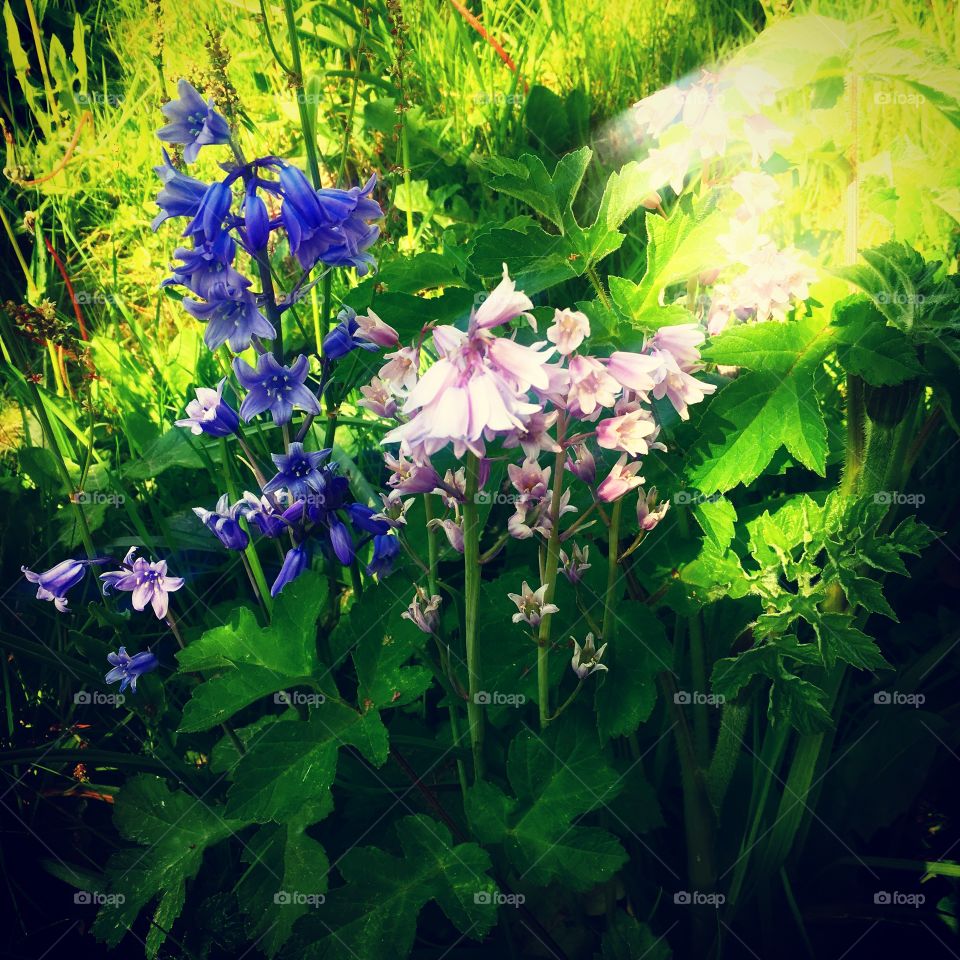 Bluebells 