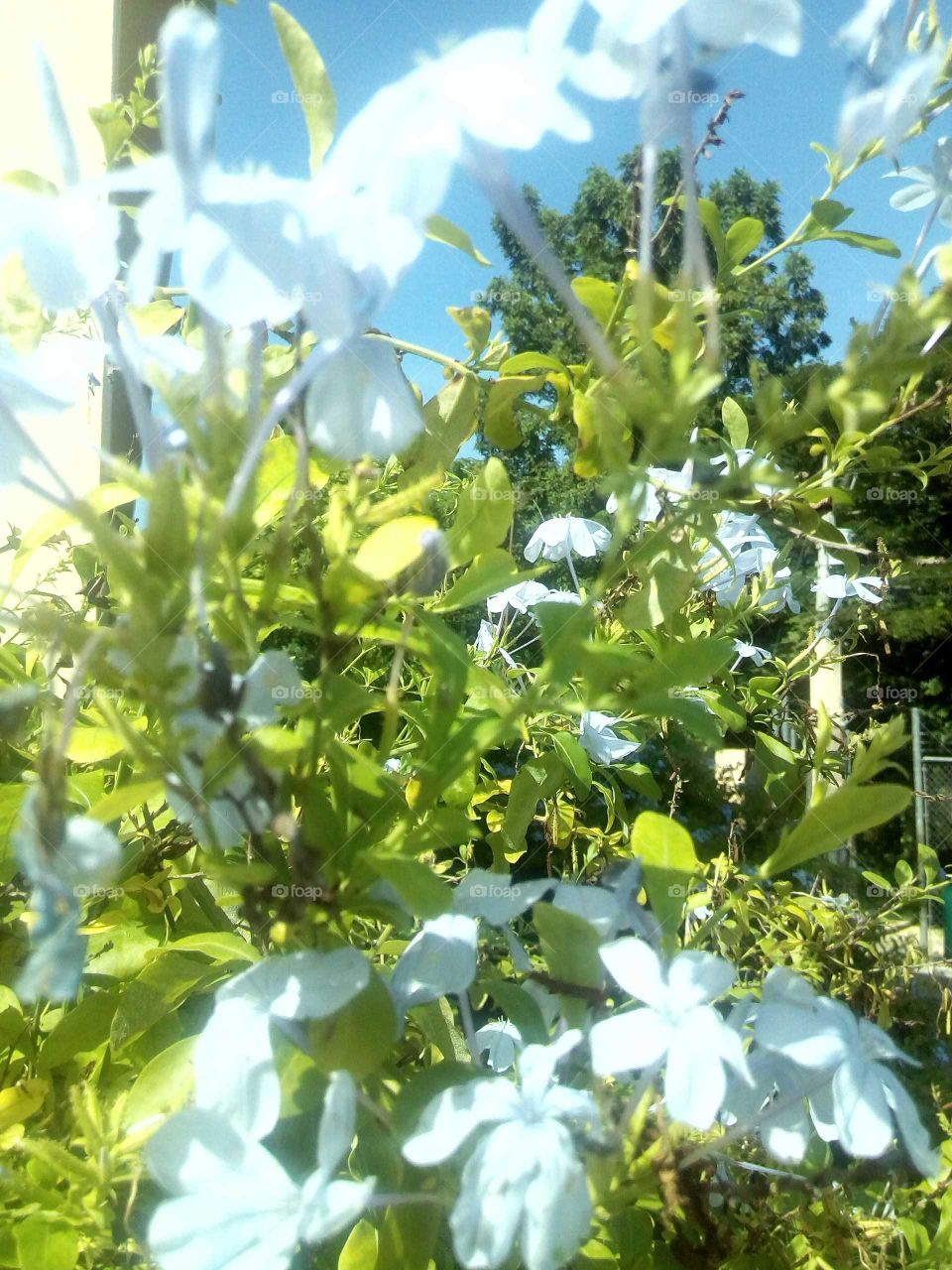 we have many different kind of flowers and they are beautiful to see and also to share.