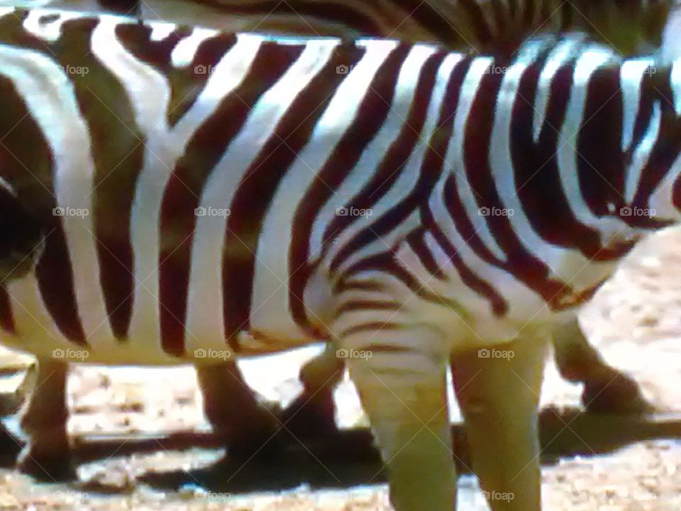 This is a very beautiful animals in the forests zebra.
