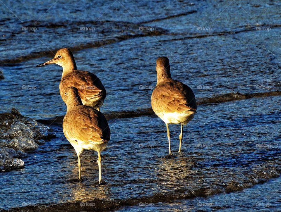 Sand Pipers