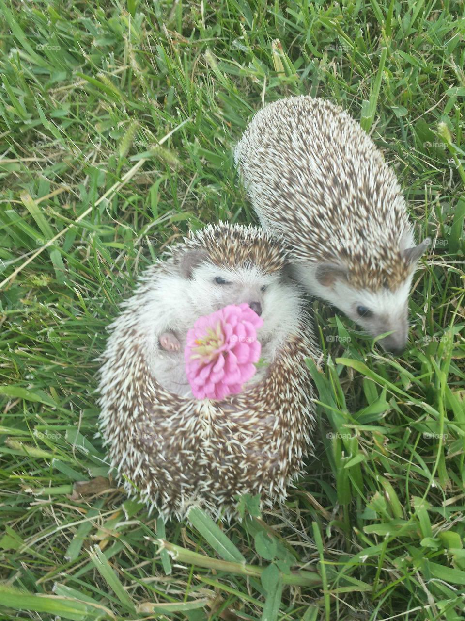 hedgie friends
