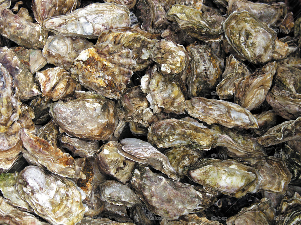 Oysters. Sea food 