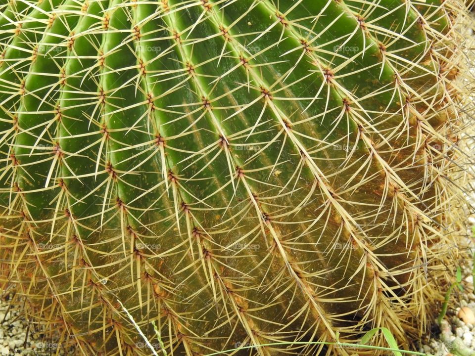 Cactus beauty 