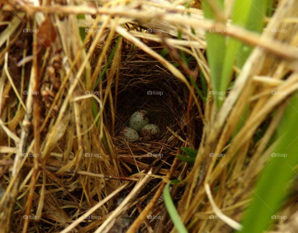 found this little gem while harvesting dandelions.