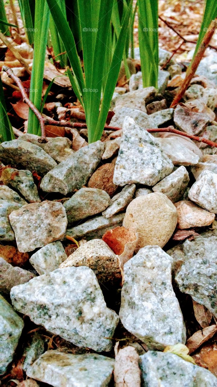 spring. grass. green. growth