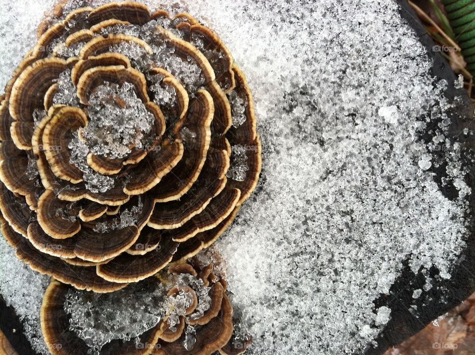 Floral mushroom lightly dusted with snow