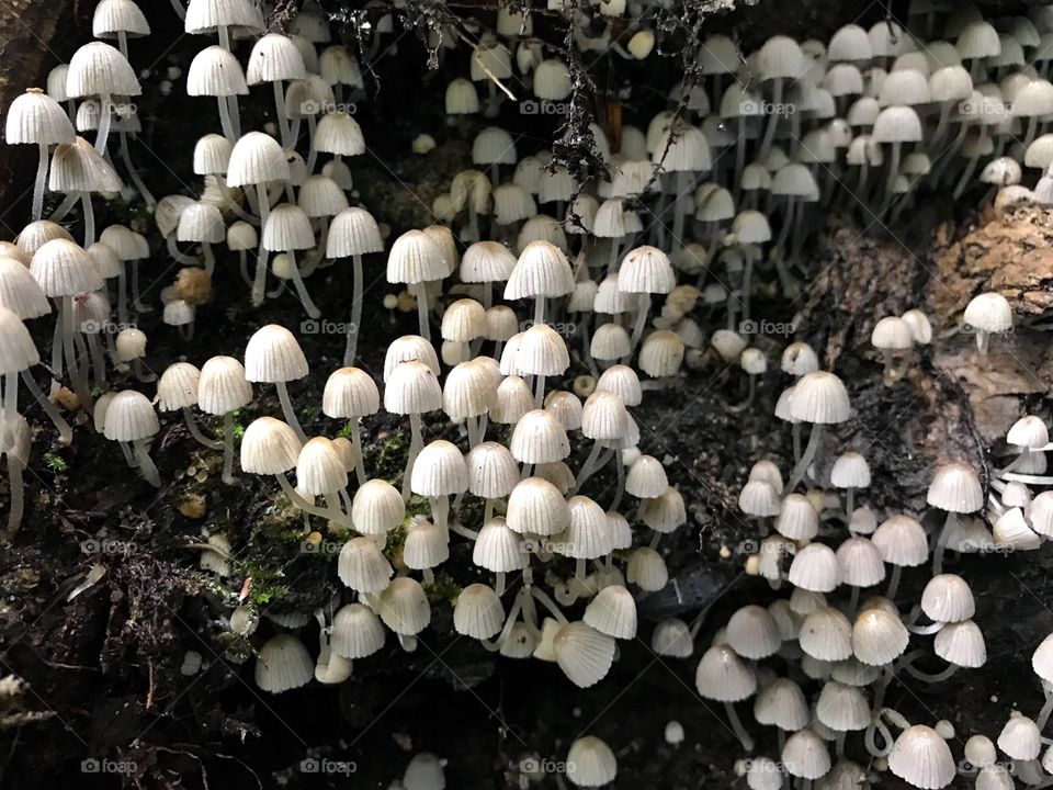 Steibachweiher Mushroom 