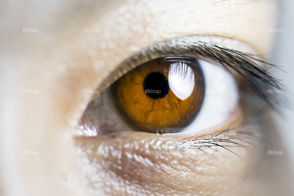 Human brown eyes close-up
