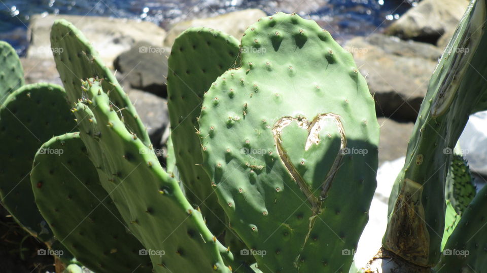 Graffiti on a cactus 