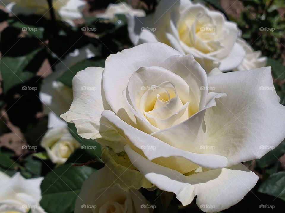tender white roses in the garden blossoming closeup