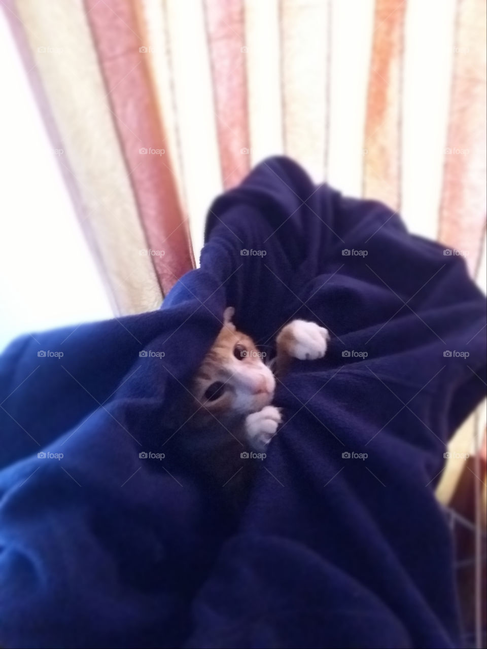 Naughty kitten hiding in a coat on the clothing line.