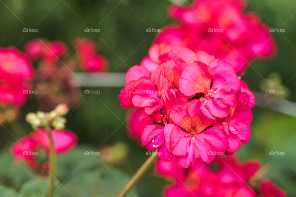 Pelargonia