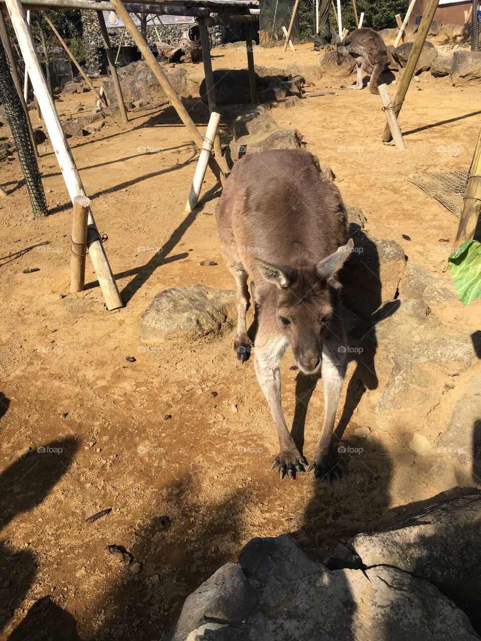 Kangaroo