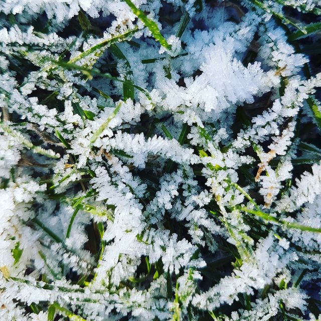 January winter  forest walk ice crisp cold