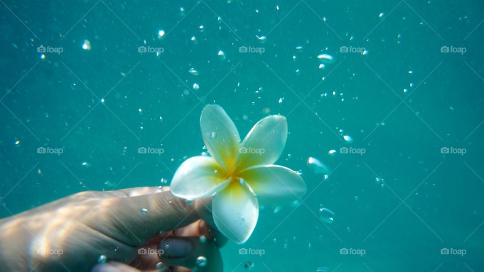 Plumeria underwater relaxing