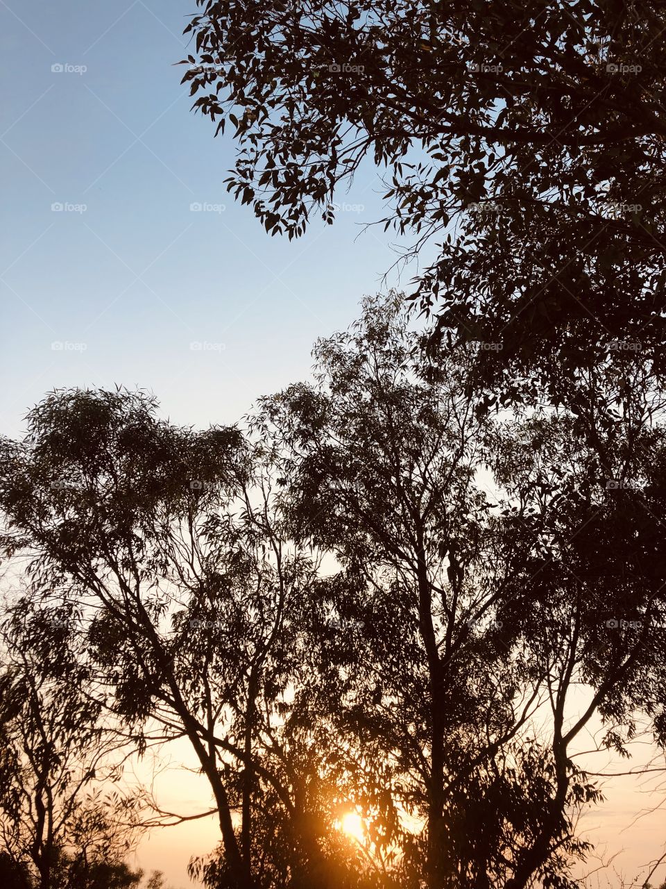 28th August, 2019. Sunset between the trees. Nature showing it’s best, and when I think it can’t impress me more, it just proves me wrong.