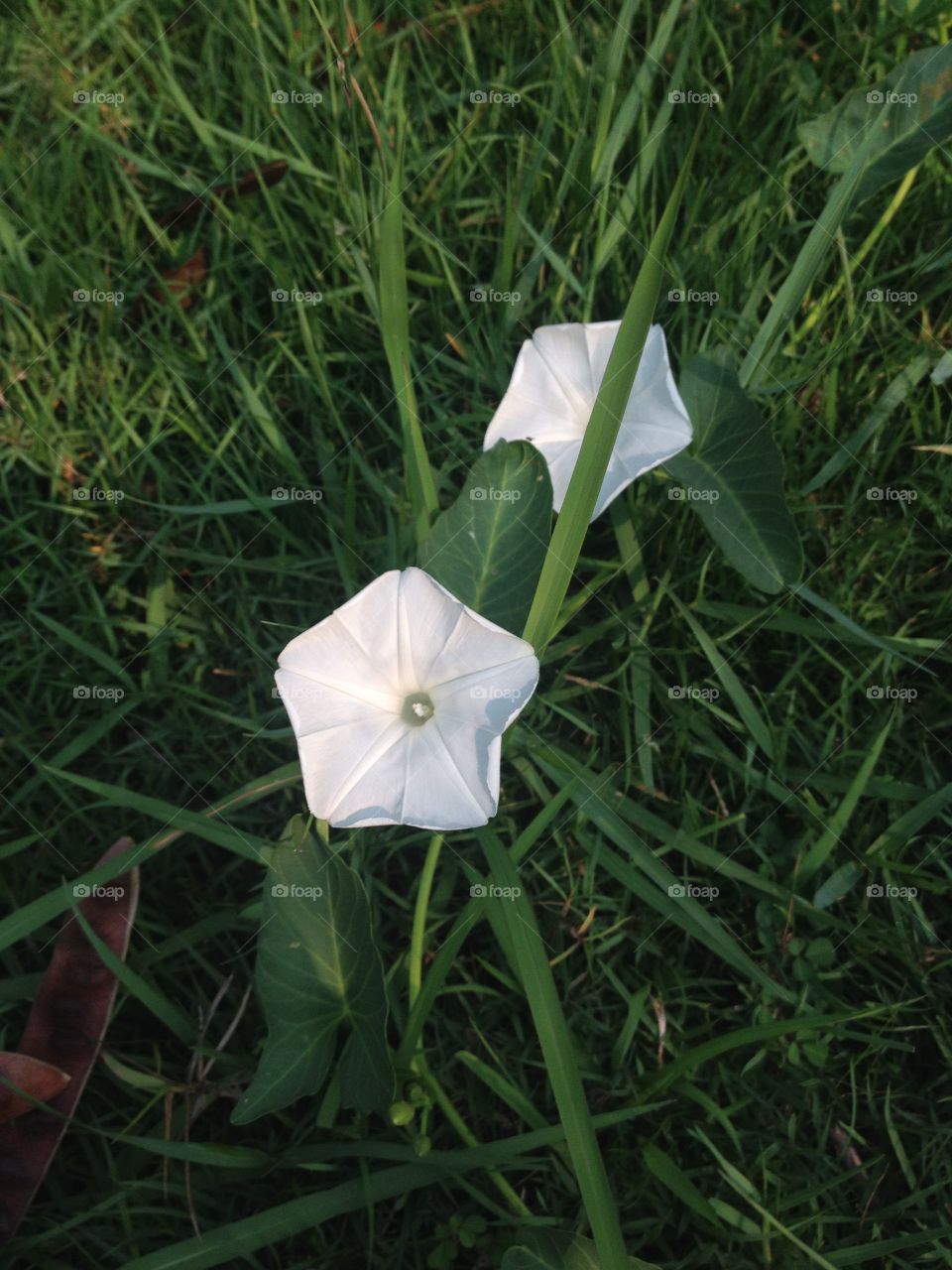 White morning glory flower on grass.