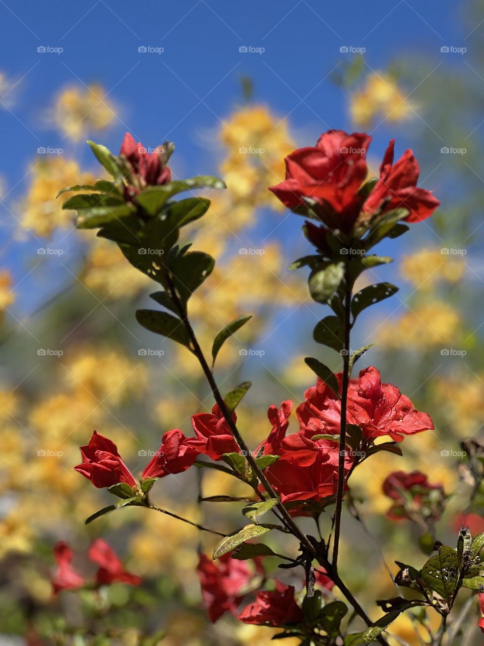 Spring Blooms