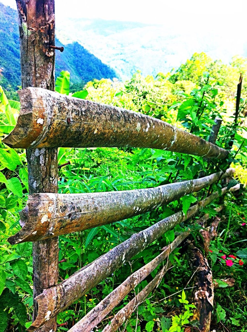 Bamboo fence