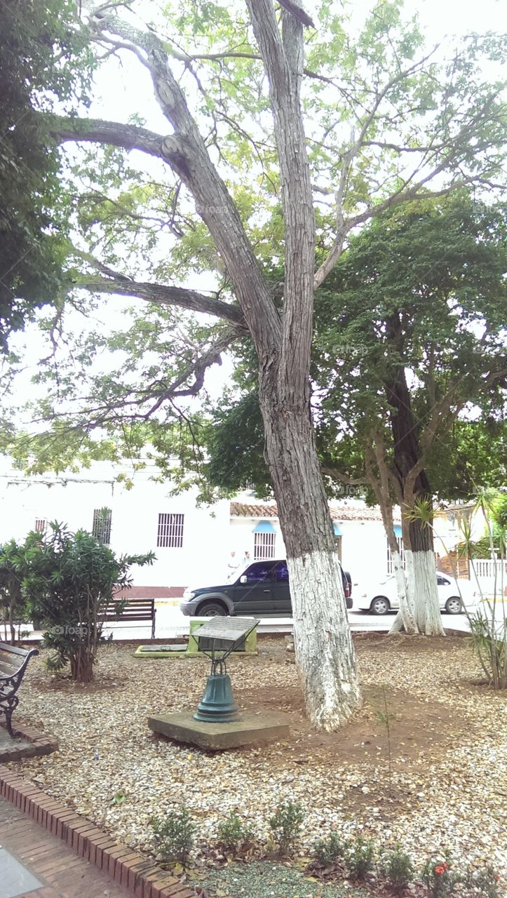 Samanea saman, Memorial tree, located al La Asunción City, Venezuela
