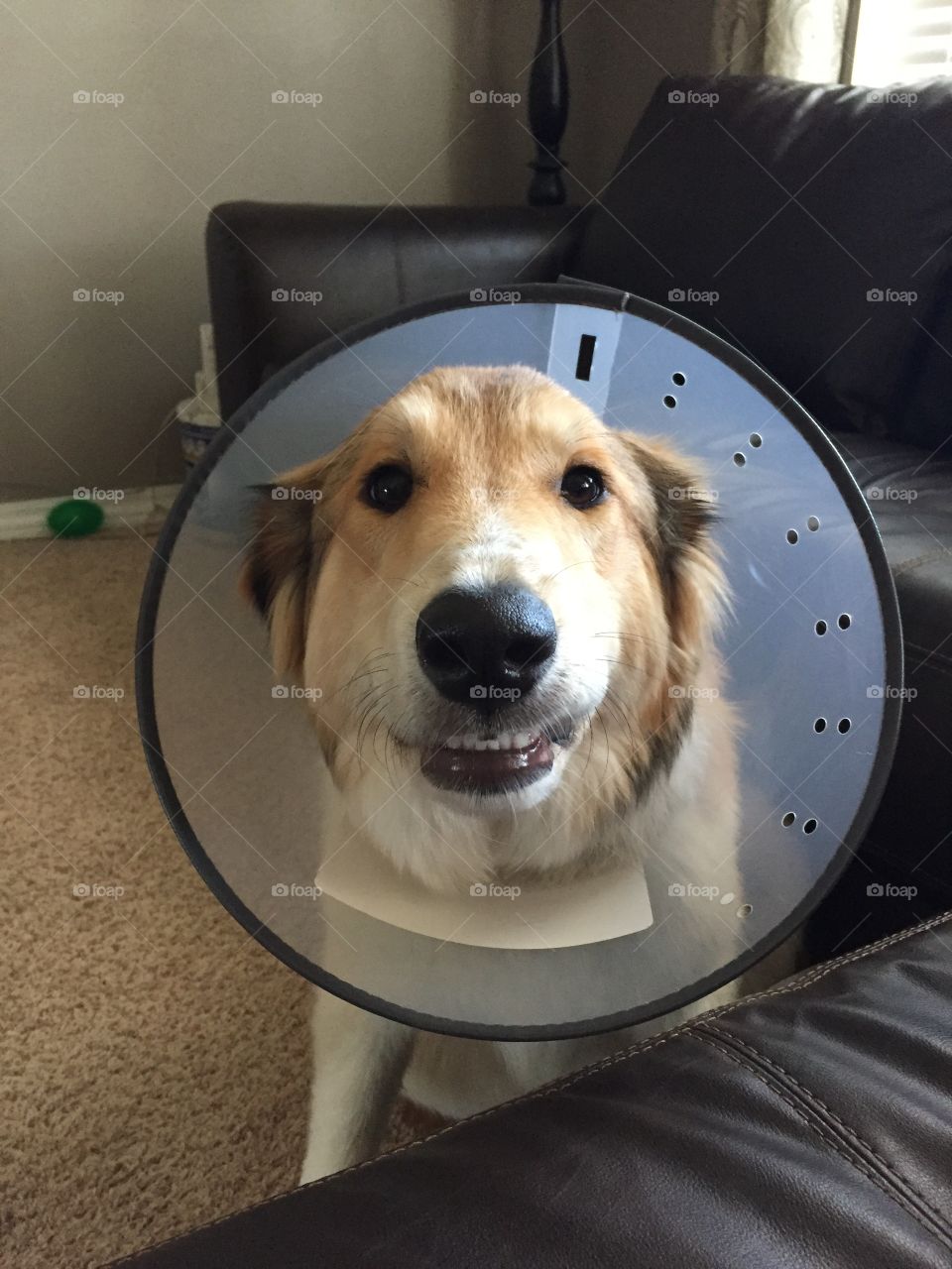 Paisley did not like her cone very well, but somehow I managed to get a little smile from her.
