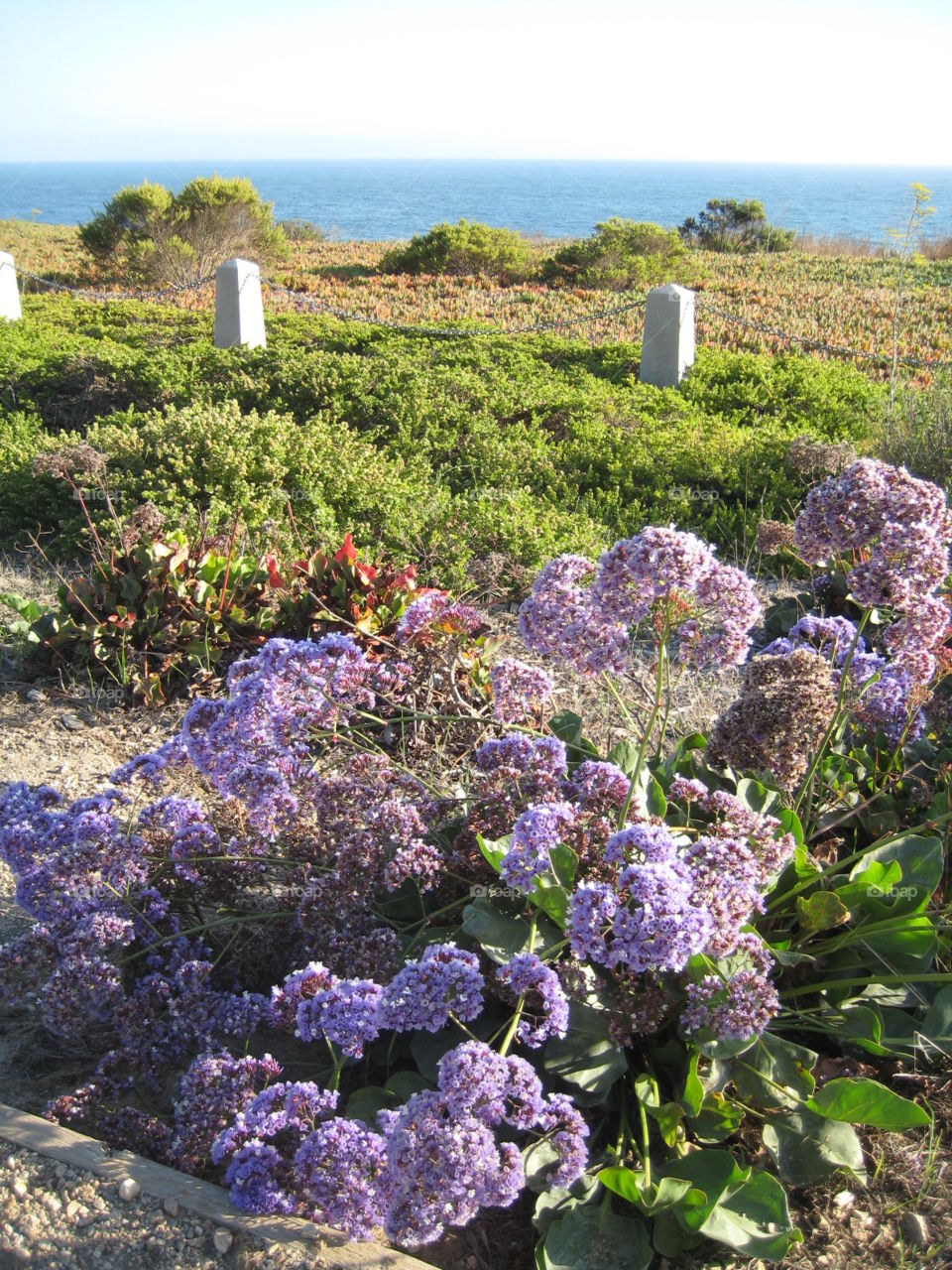 Purple bloom seaside. Purple bloom in Pismo, California