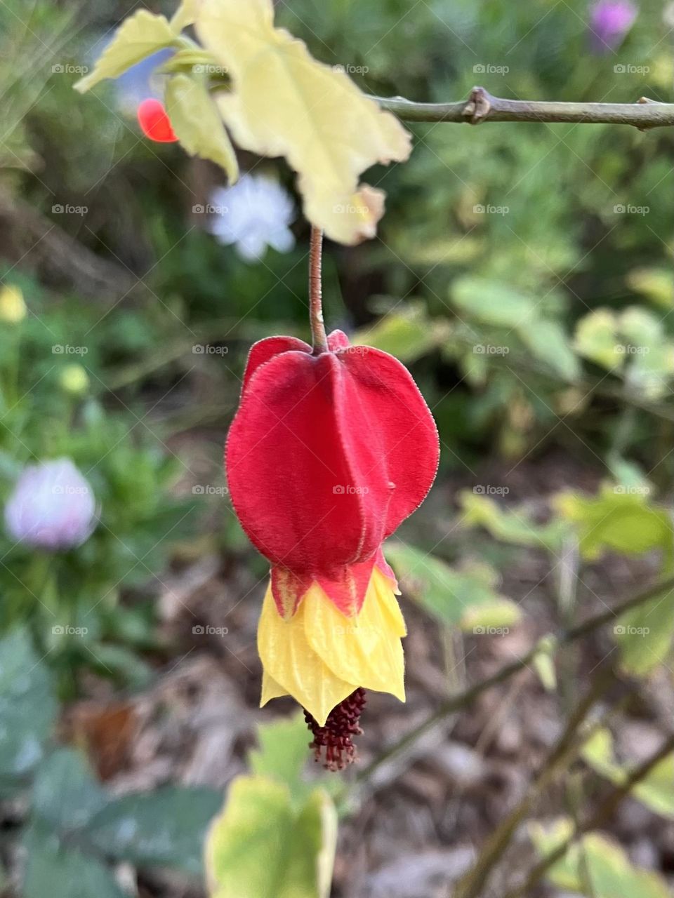 Original shape of flower in magenta color 