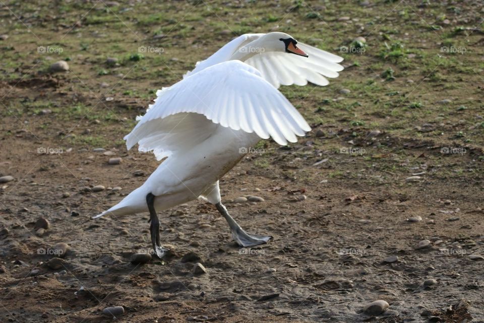 I am not getting my feathers dirty