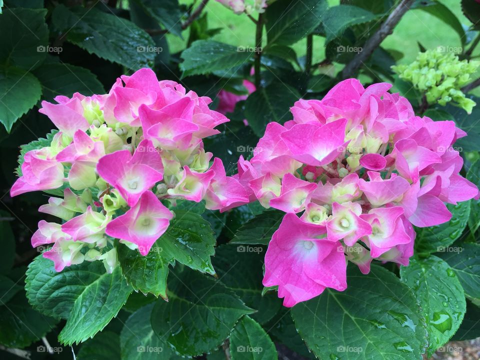 Pink hydrangea