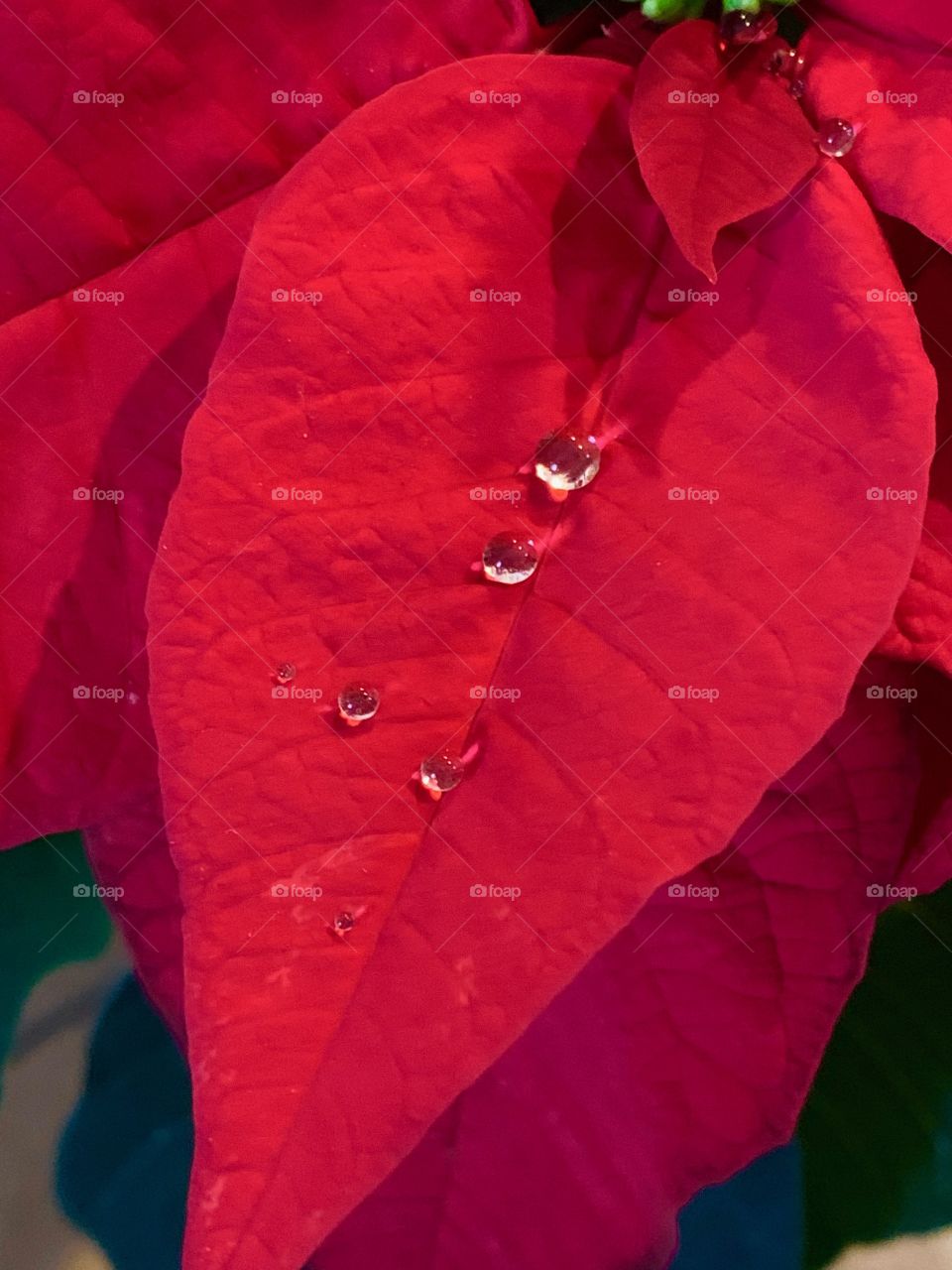 Poinsettia droplets 