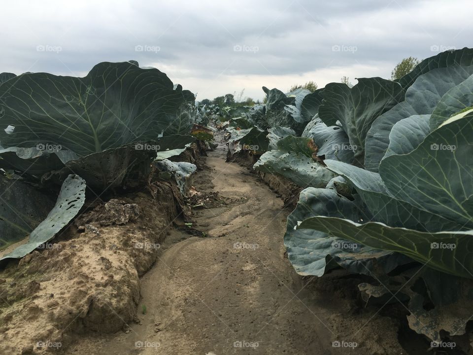 Cabbage vegetables in field