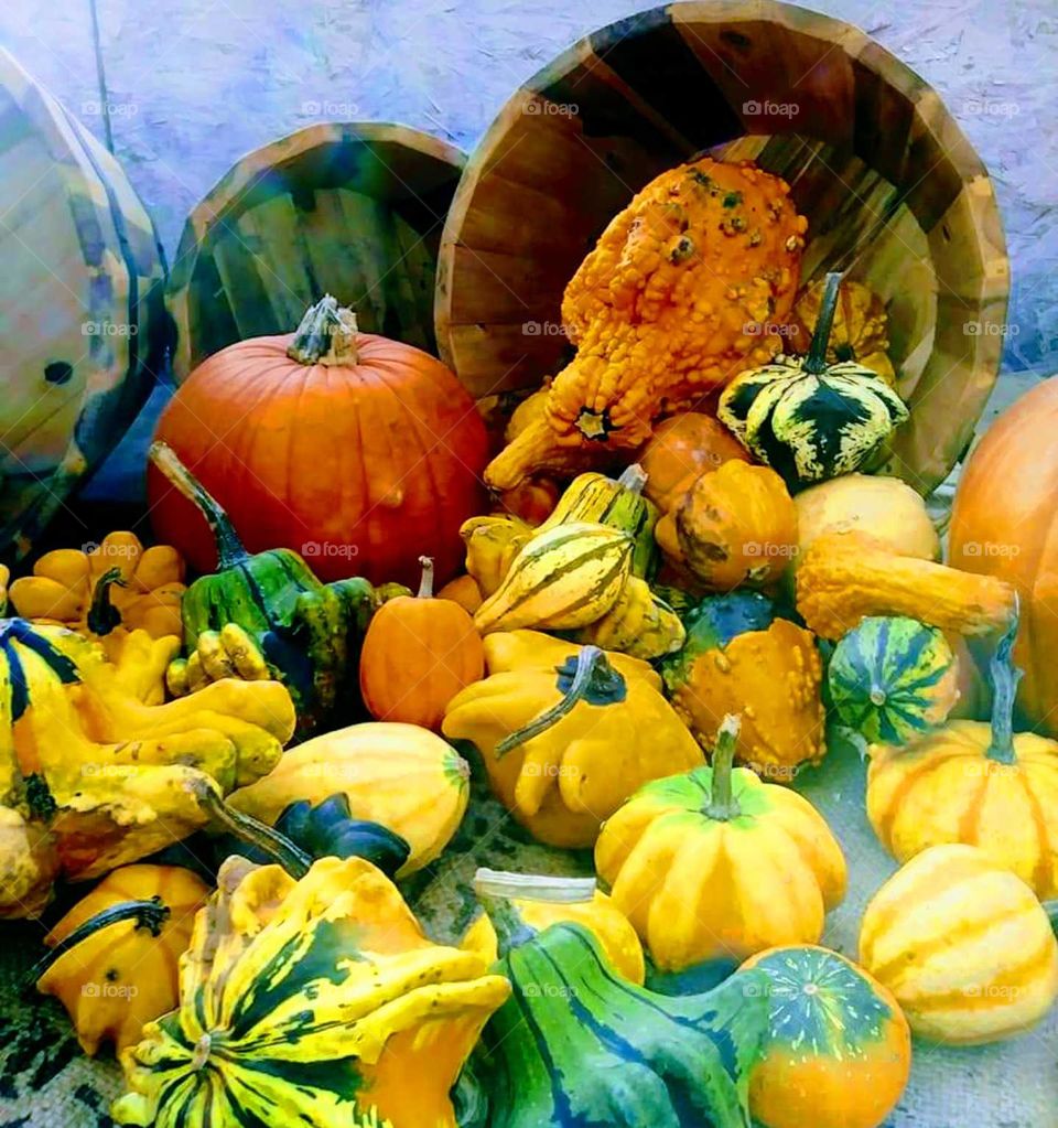 Fall pumpkin display of different sizes,shapes,and colors.