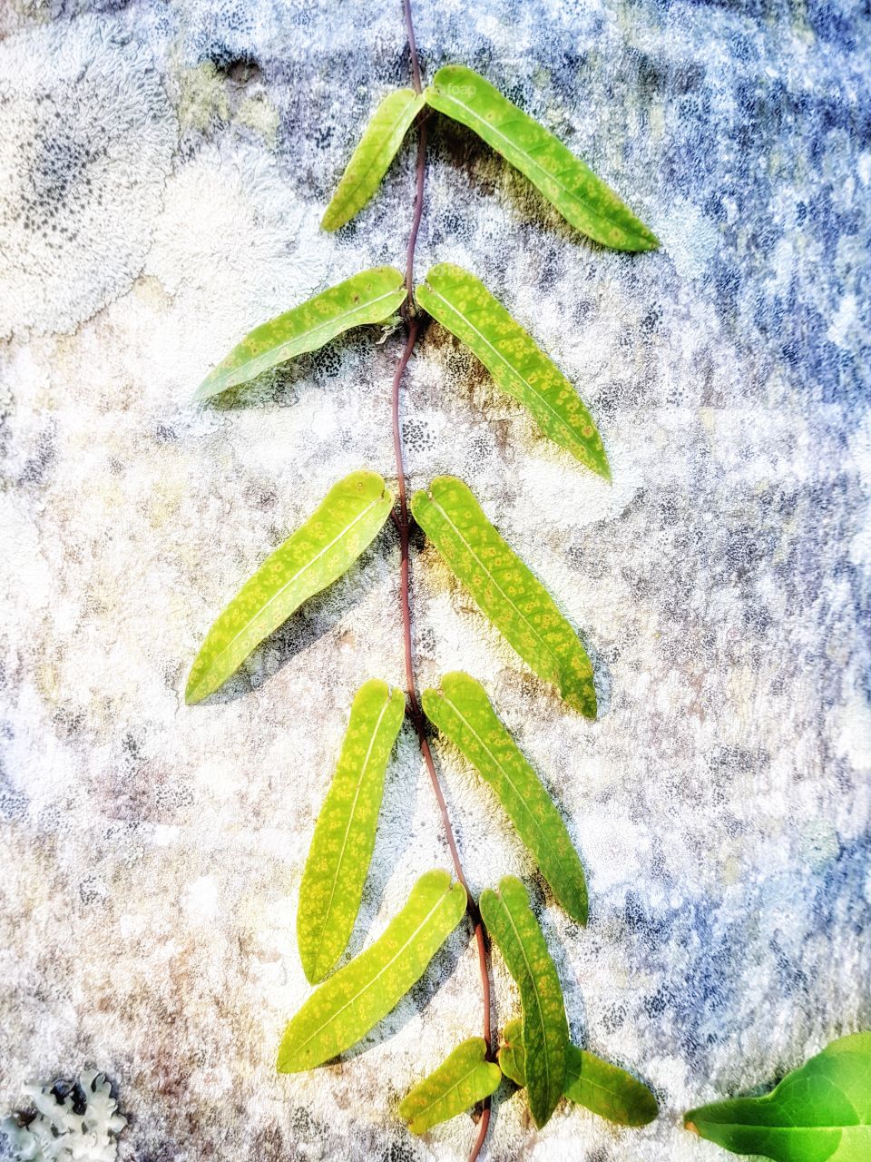 leafclimbinfpalm