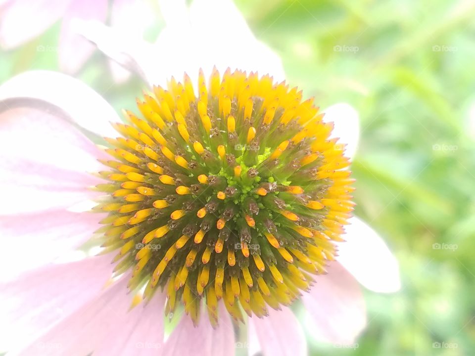 Cone Flower Up Close