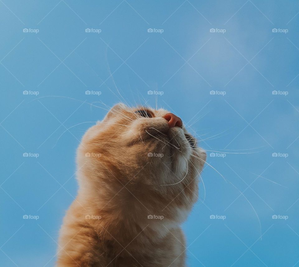photo of a red kitten against the background of the autumn sky