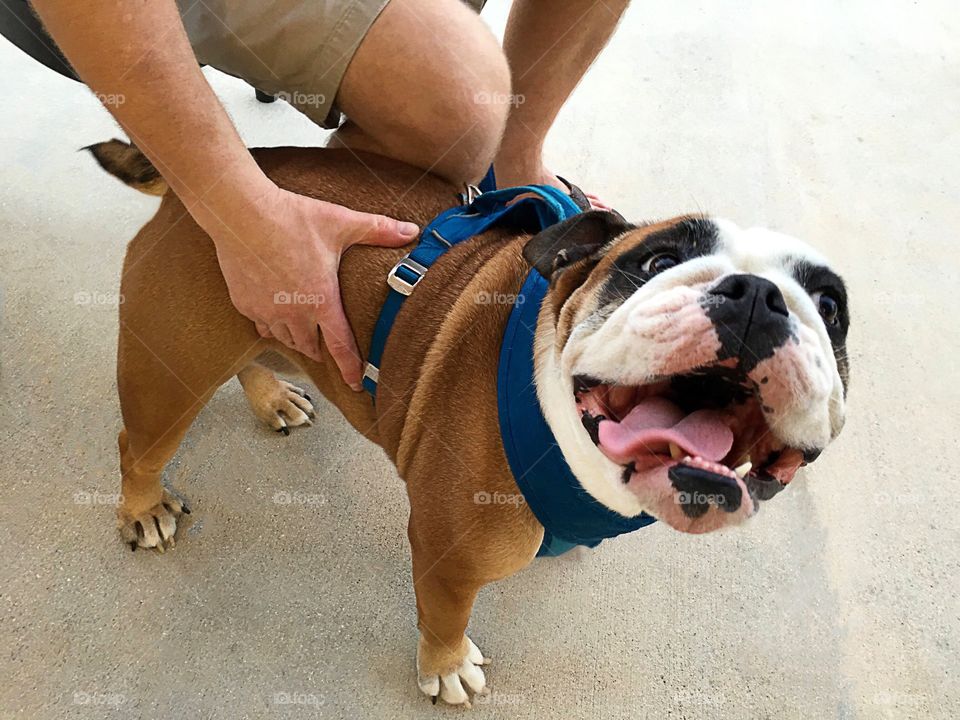 An adorable smiling English Bulldog.