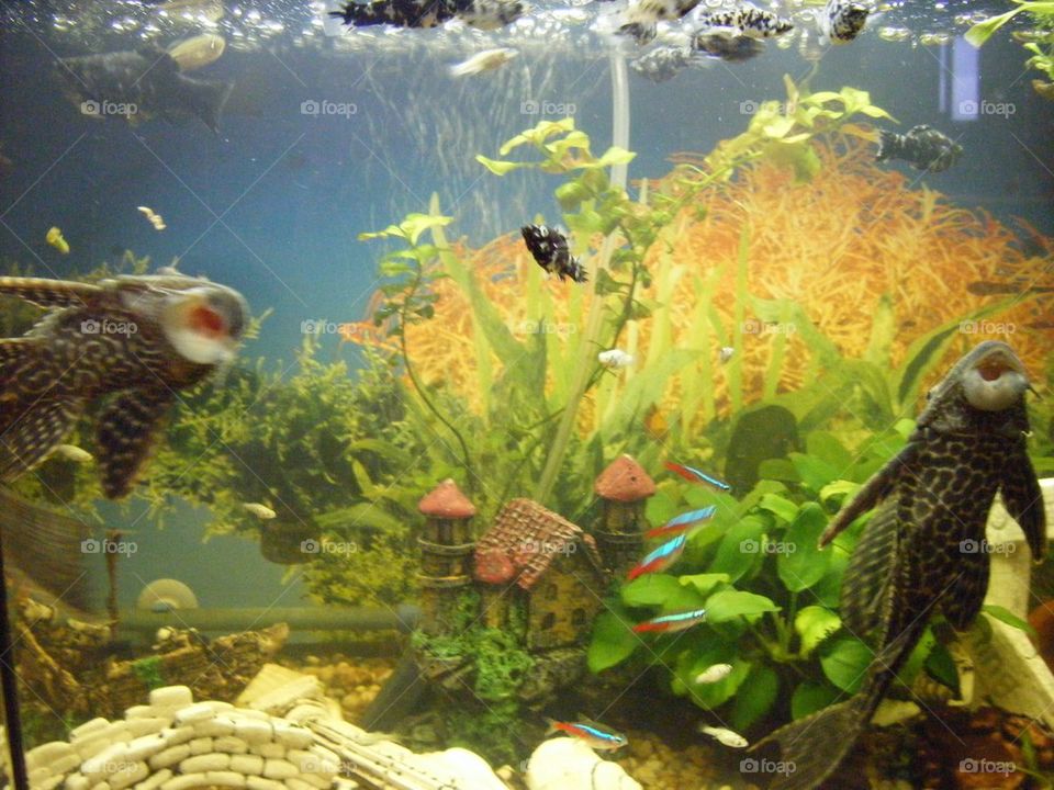 My fish tank 