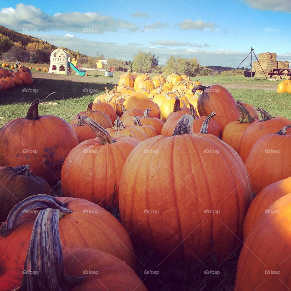 Pumpkin farm. Choosing the best pumpkin for Halloween
