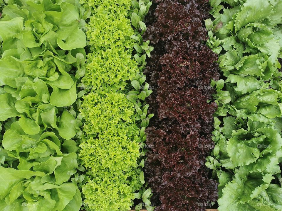 Garden beds with lettuce