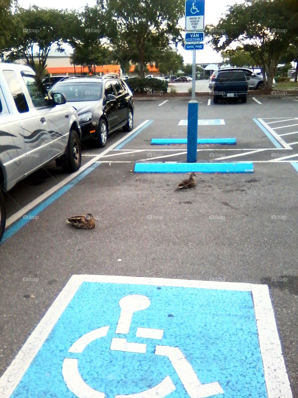 Duck parking