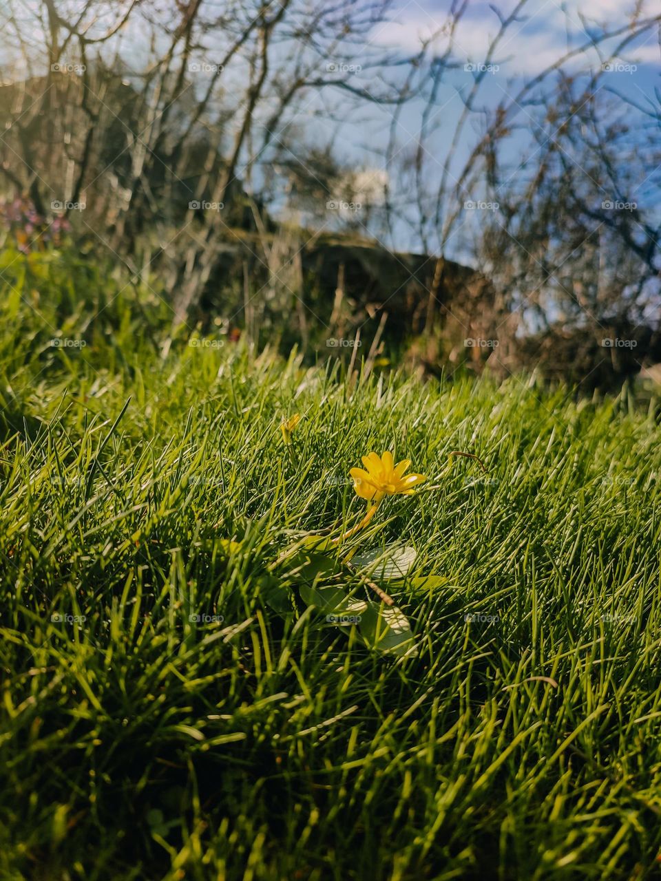 Tiny first spring yellow flower Ficaria verna is blooming between green grass on the mountain hill, granite rocks and blue sky are on the background