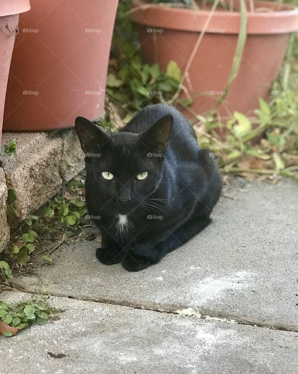 My Black Cat