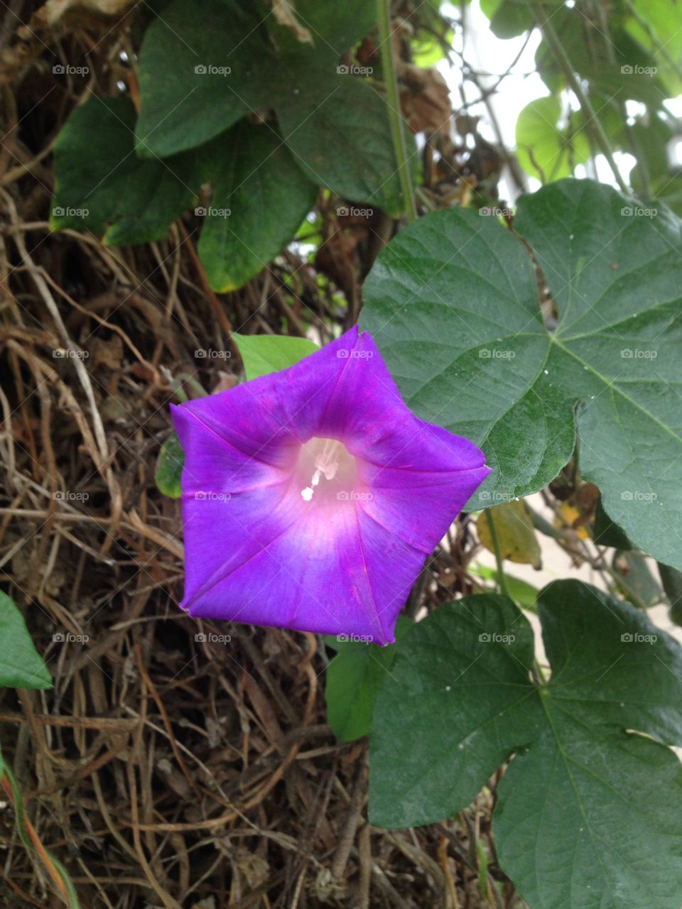 Vibrant flower