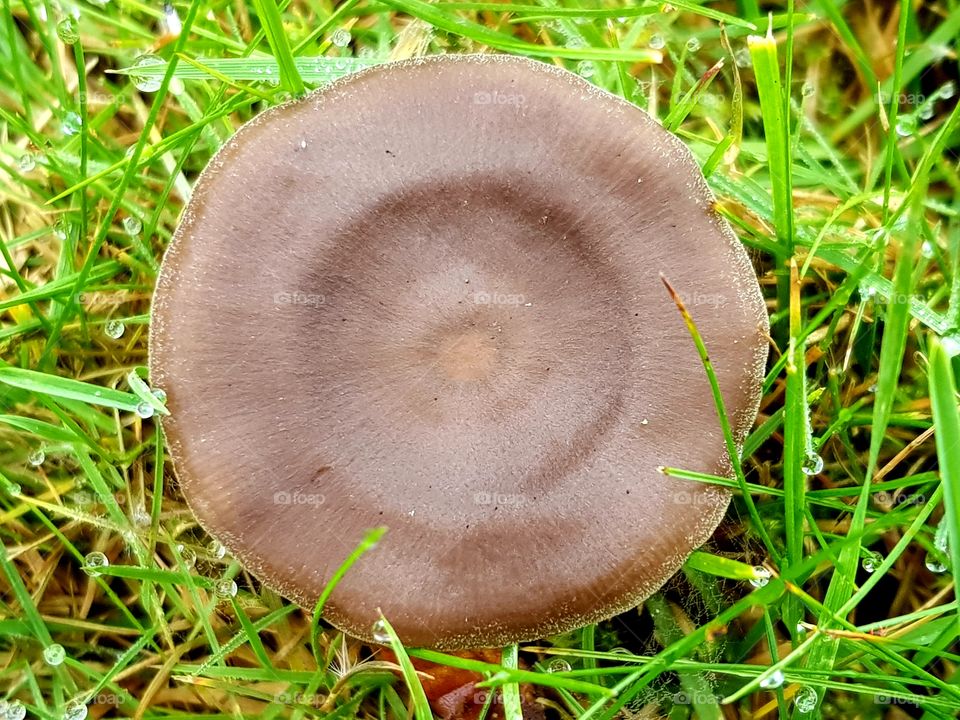 Mushroom